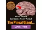 LEARN ABOUT THE PINEAL GLAND, WHAT IT'S FOR, AND HOW TO TAP INTO IT.