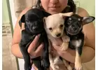 Healthy and Happy Chihuahua Puppies for Sale							
